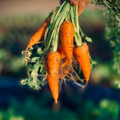 Carrot